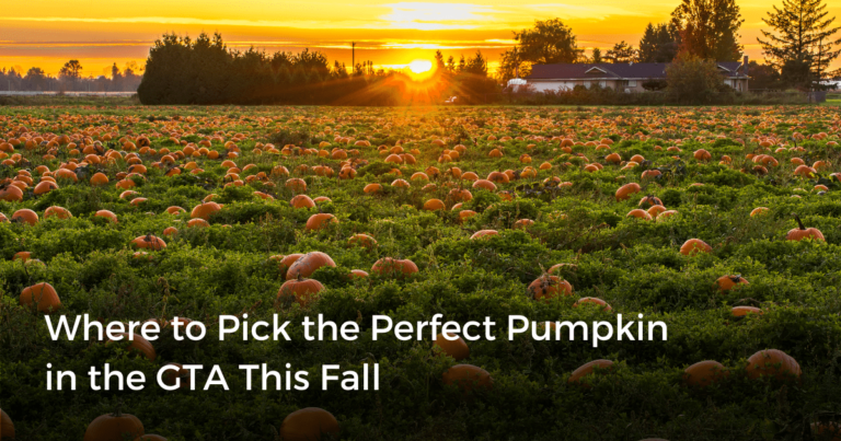 Must-Visit Pumpkin Patches in the GTA